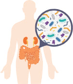 Metabolizes toxins