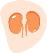 Reduces stress on the kidneys